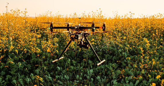 Photograph of a drone with a mounted camera flying low above plants in a field at sunset