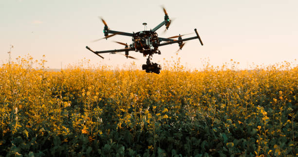 Drone flying low above plants in a field