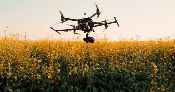 Photograph of a drone with a mounted camera flying low above plants in a field at sunset