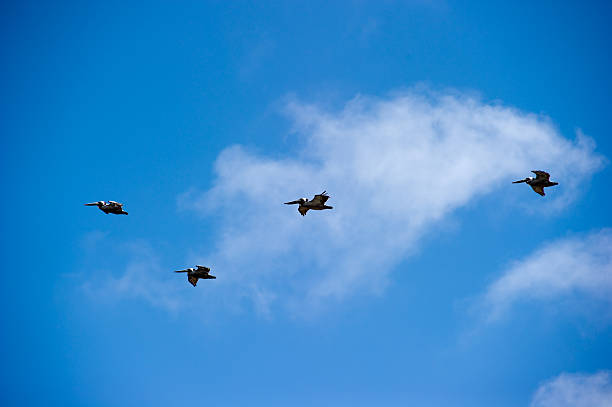 istock Flock of brown pelicans (pelecanus occidentalis) 121639855