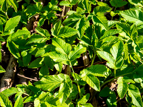 Aegopodium podagraria medicinal plant in spring