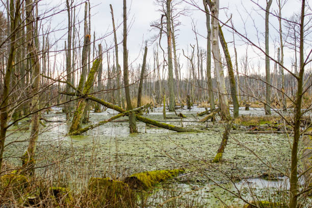 istock Dead tree trunks in a swamp near Poratz 1216398688