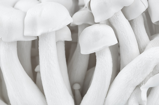 Close-up of mushroom