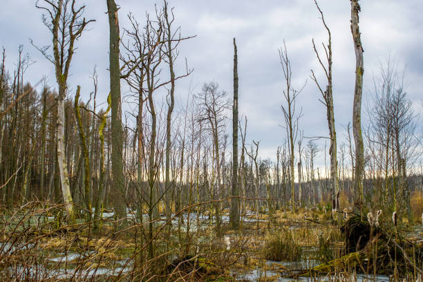 Dead tree trunks in a swamp near Poratz in the german Uckermark region