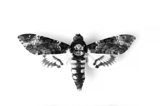 Adult Death's-head Hawkmoth (Acherontia atropos) isolated on white. Adult Death's-head Hawkmoth (Acherontia atropos) isolated on white. moth photos stock pictures, royalty-free photos & images
