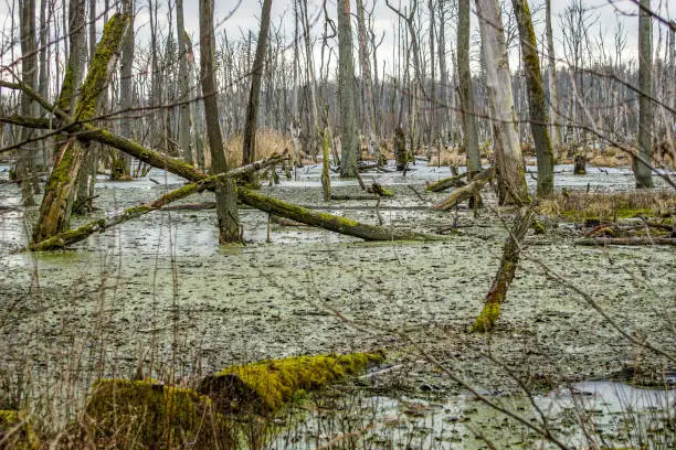 Dead tree trunks in a swamp near Poratz in the german Uckermark region