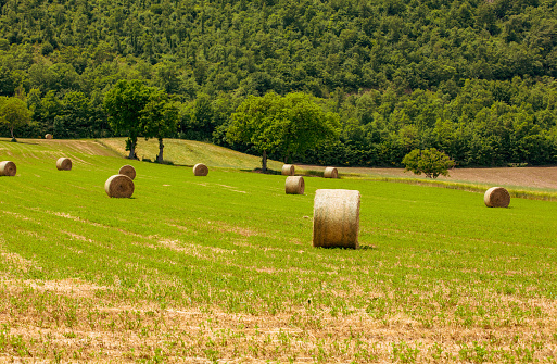 Straw bales on farmland under a bright blue sky.