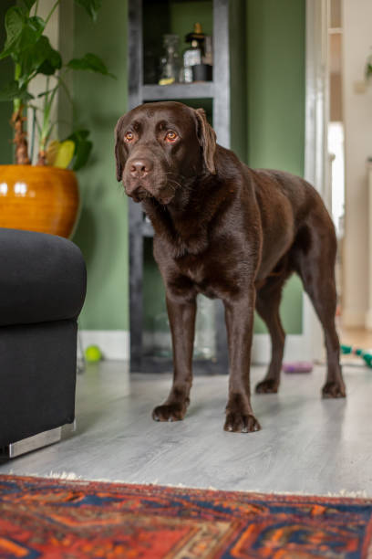 istock Chocolate labrador 1 year old playing at home 1216401033