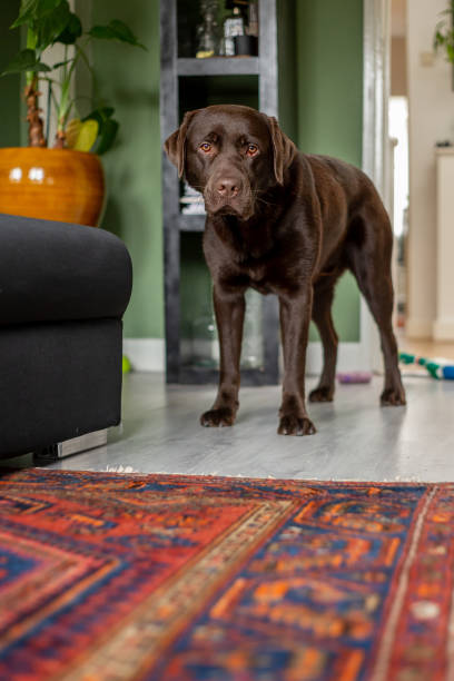 istock Chocolate labrador 1 year old playing at home 1216401034