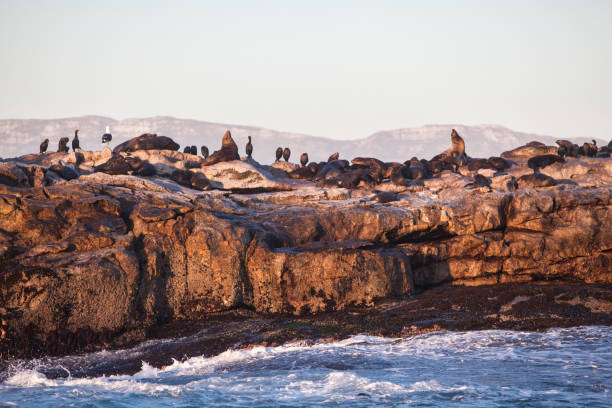 istock Seal Island, South Africa 1216402444