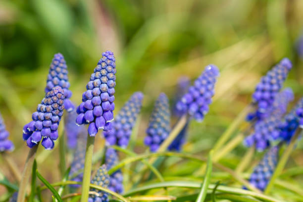 istock Blooming Muscari flowers 1216402556