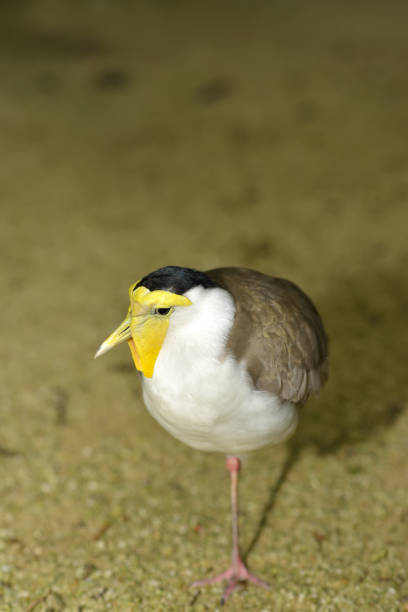 istock Masked Lapwing in the park, selective focus. 1216402622