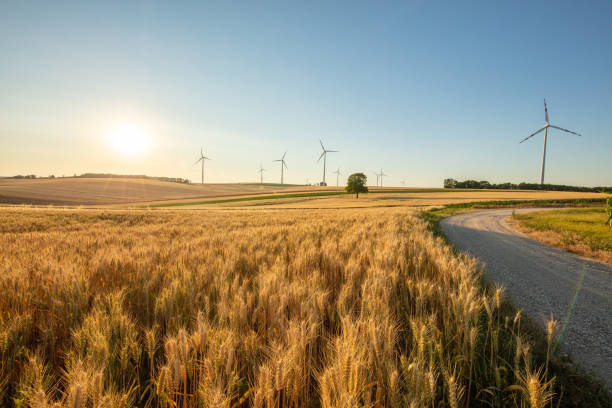 Wind turbines and wheat field under sunny sky.