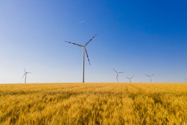 Countryside landscape with a wheat field and wind turbines under a clear blue sky.
