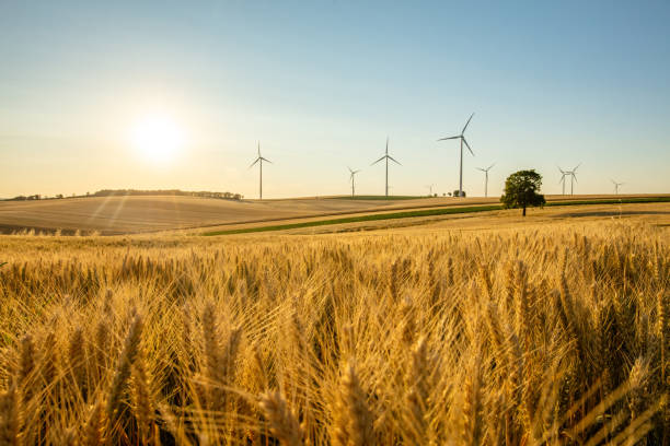 istock Wind turbines and wheat field under sunny sky. 1216402844