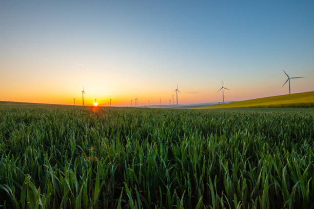 istock Young wheat in field and wind turbines at sunrise 1216403861