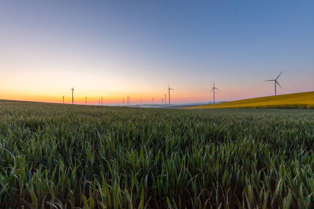 istock Young wheat in field and wind turbines at sunrise 1216403895