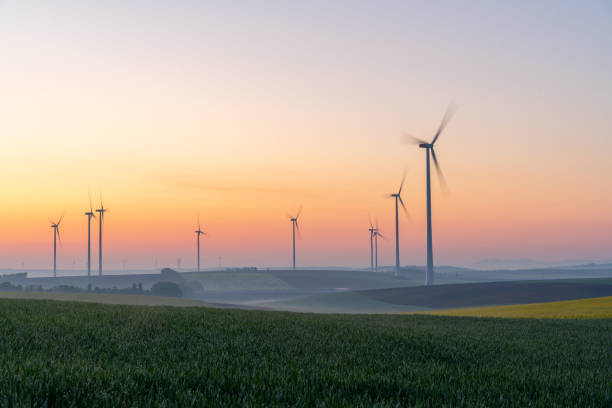 Young wheat in field and wind turbines at sunrise