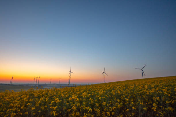 일출에 유채밭과 풍력 터빈 - wind turbine austria field yellow 뉴스 사진 ��이미지