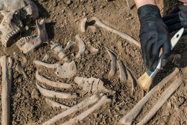 antike grabstätte - archäologische ausgrabungen - tiere sterben sehen stock-fotos und bilder
