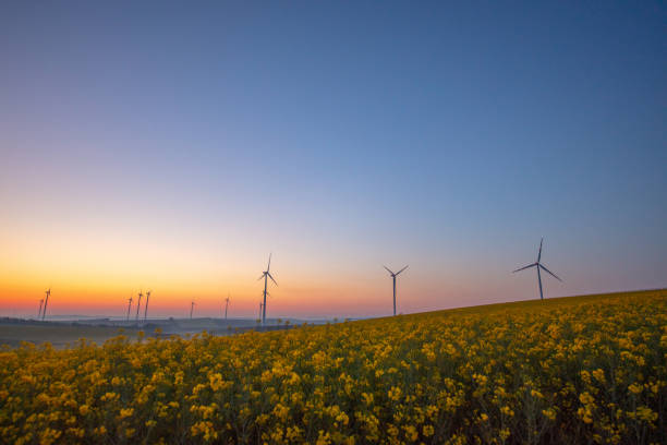 일출에 유채밭과 풍력 터빈 - wind turbine austria field yellow 뉴스 사진 이미지