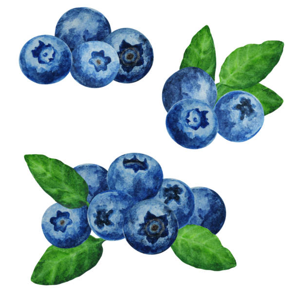 ilustraciones, imágenes clip art, dibujos animados e iconos de stock de conjunto de arándanos maduros con hojas, acuarela dibujada a mano. - blackberry bush plant berry fruit