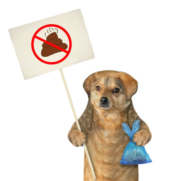 istock Dog holds poop bag and sign 1216404198