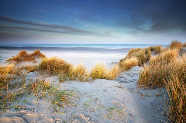 istock view on North sea beach in the morning, Netherlands 1216404402