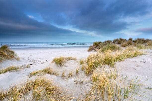 istock beautiful dunes by North sea beach on windy day 1216404460