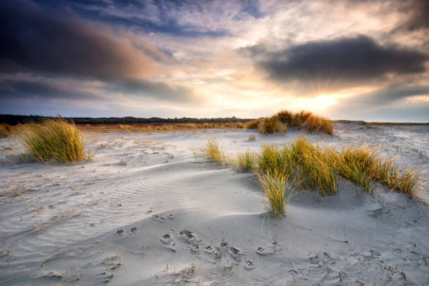 istock sunrise over sand dunes on sea beach in summer 1216404514