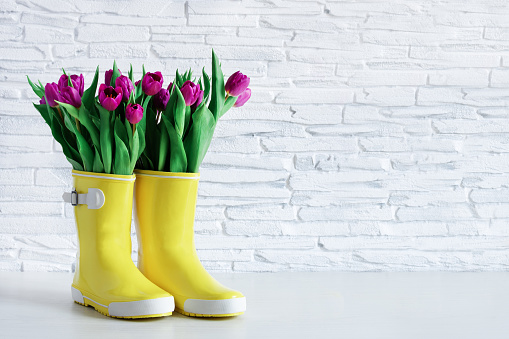 Yellow rain boots and purple tulips over white brick wall. Spring background. Copy space.