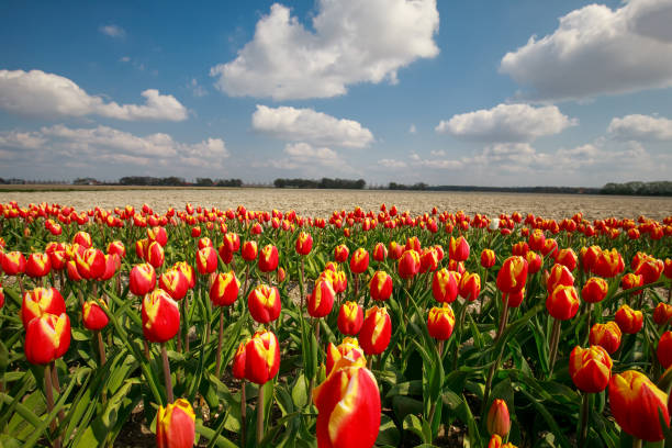 istock orange tulip field in spring, Holland 1216404672