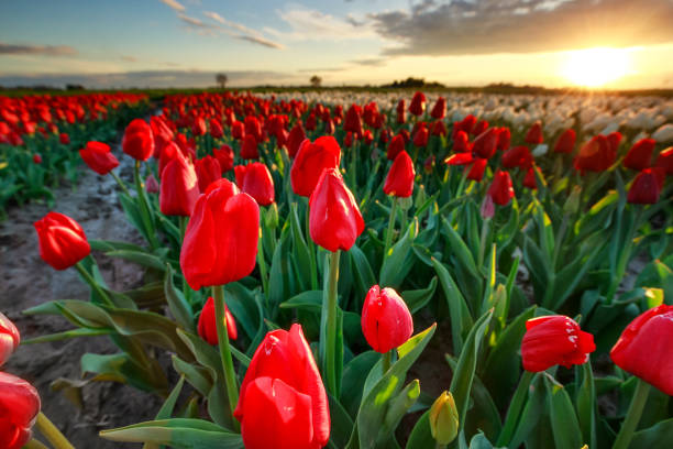 istock beautiful red tulips close up at sunset, Netherlands 1216404679