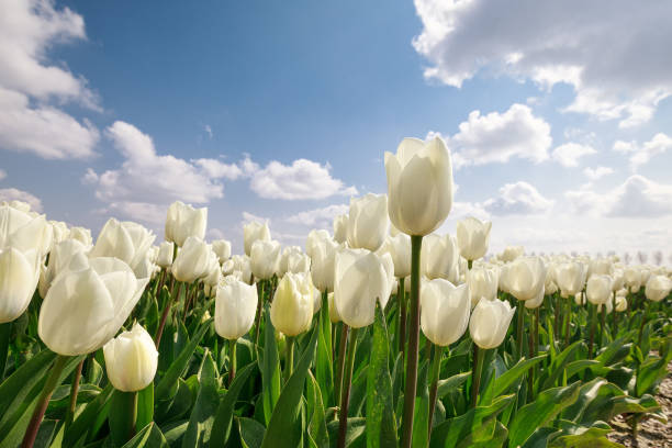 istock white tulips close up in spring outdoors 1216404762