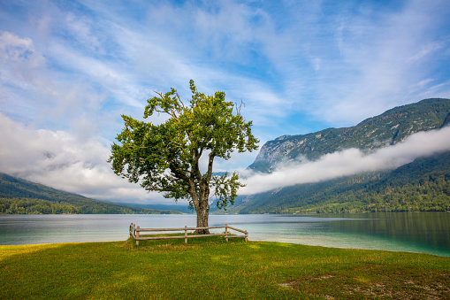 Majestic landscape with view of a single green tree growing on the shore of Lake Bohinj, Triglav National Park, Upper Carniola, Slovenia
