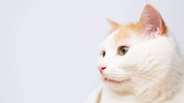 istock Cute white cat portrait at white background with copy space. Banner 1216405798