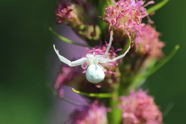 istock White spider on plants in the garden 1216405807