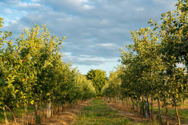 istock Orchard with young apple trees. Harvest time. 1216405874