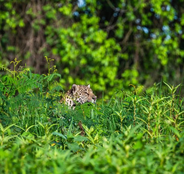 istock Jaguar is hiding in the grass. 1216407348