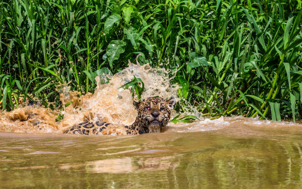 istock Jaguar attacks its prey in the water. 1216407468