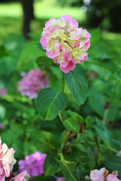 istock Flowers and plants in the garden 1216407500