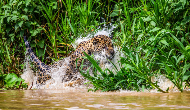 istock Jaguar attacks its prey. Jump into the water from the shore. 1216407531