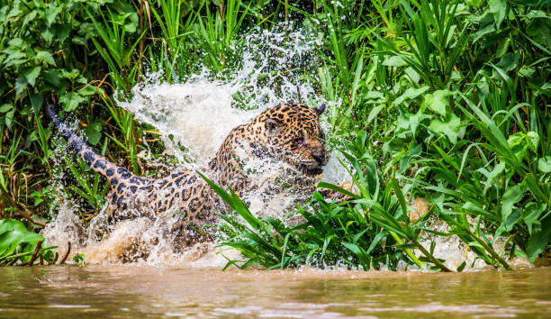 istock Jaguar attacks its prey. Jump into the water from the shore. 1216407533