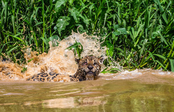 istock Jaguar attacks its prey in the water. 1216407588
