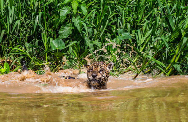 istock Jaguar attacks its prey in the water. 1216407634