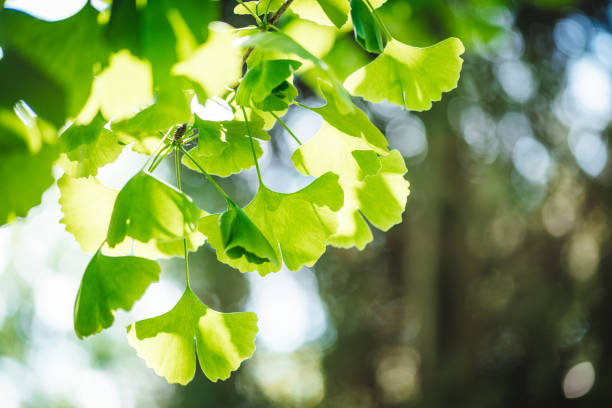 istock Ginkgo biloba tree leaves close up photo 1216407695