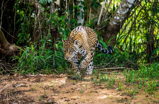 istock Jaguar among the jungle. 1216407719