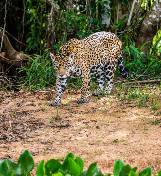 istock Jaguar among the jungle. 1216407832