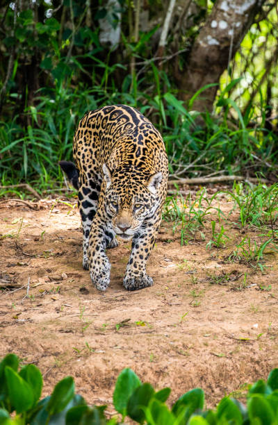 istock Jaguar among the jungle. 1216407918