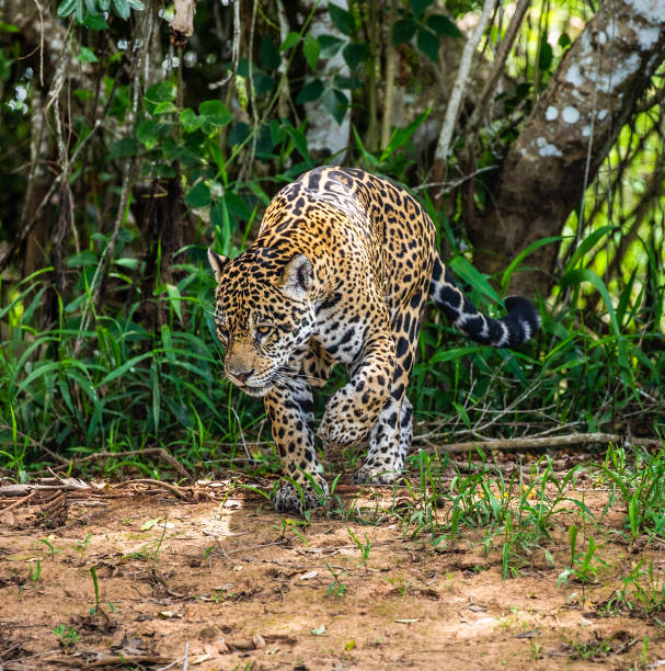 istock Jaguar among the jungle. 1216407939